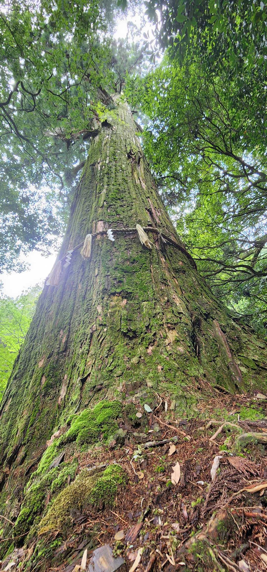 御嶽の一本杉🌲
推定樹齢 約1,200年 
