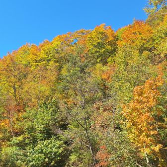 中飯場付近でも紅葉は