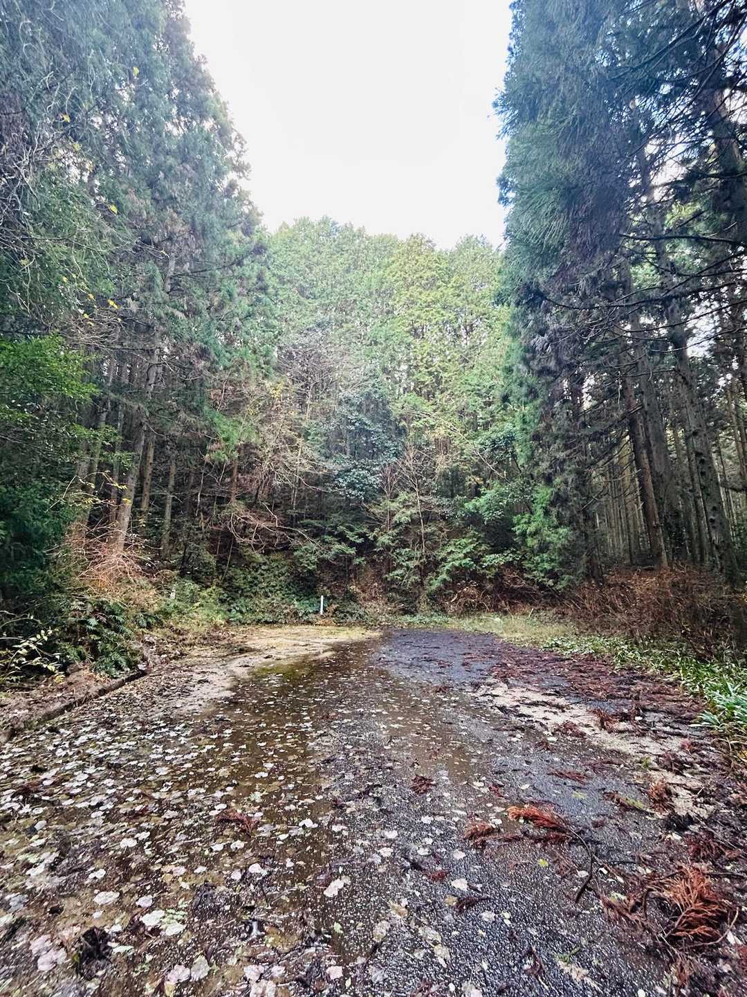 目指してた成竹山登山口駐車場に到着
