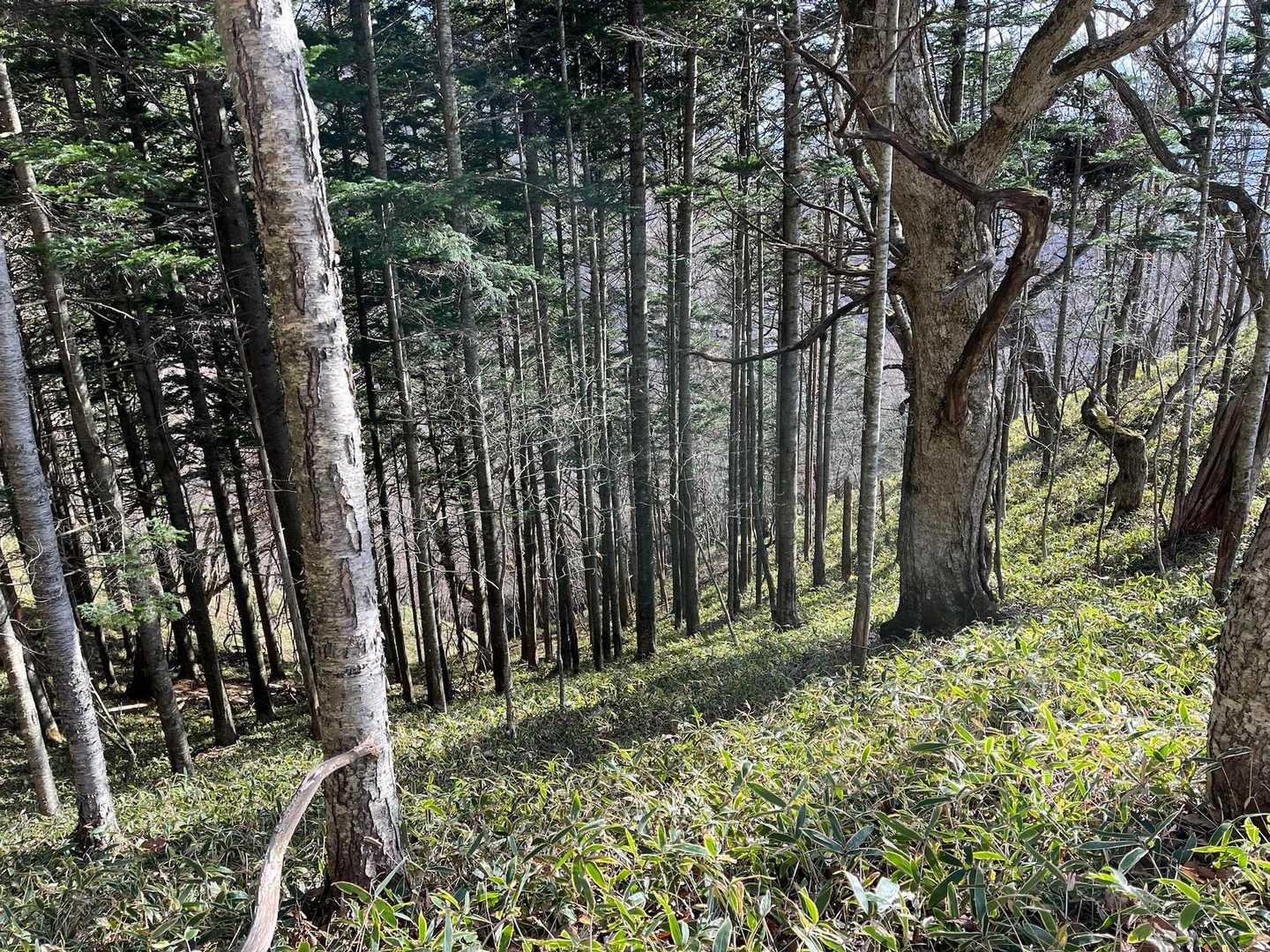横山登山口-横山中岳 往復コースの写真