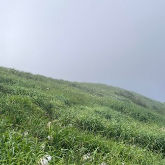 時期が良ければお花畑満開なんだろうな