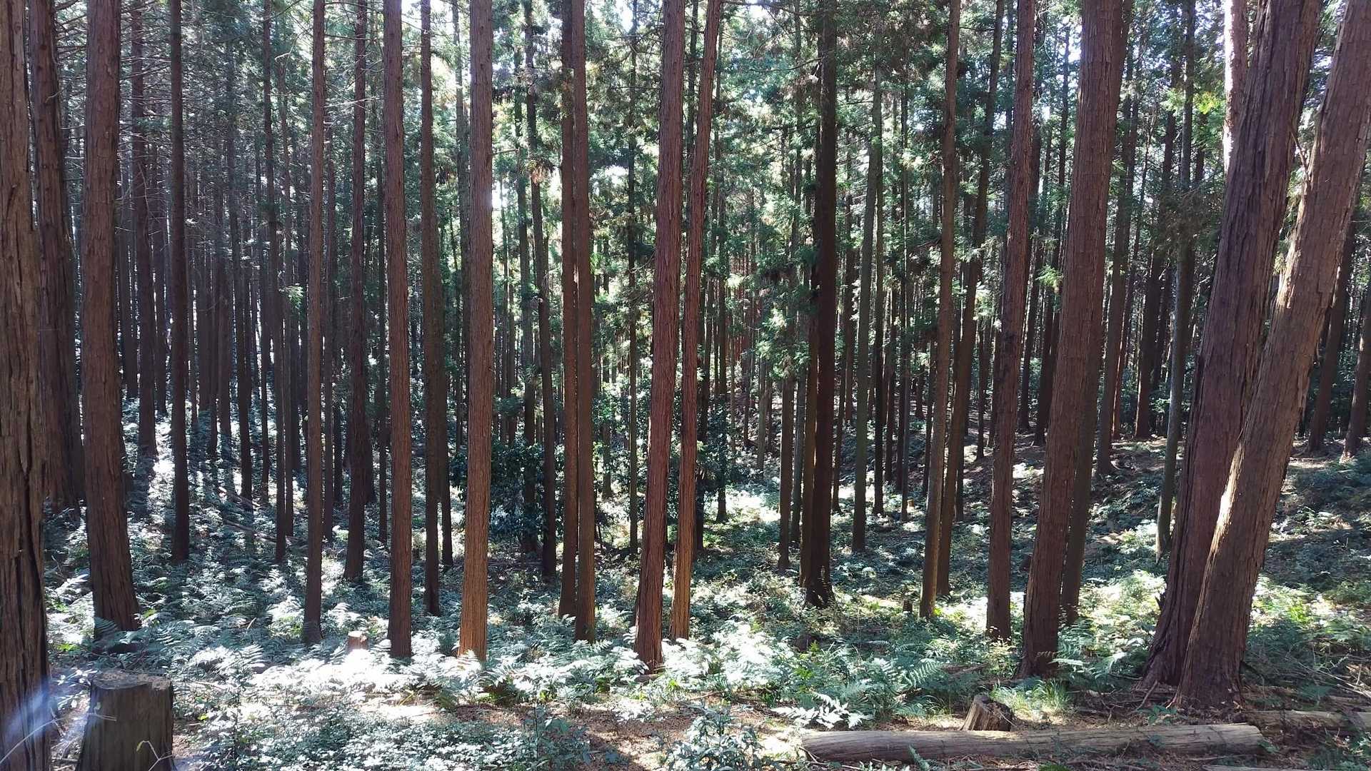 日和田山登山口-金刀比羅神社-日和田山-物見山 往復コースの写真