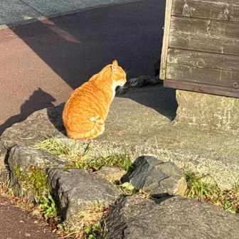 駐車場🅿️守衛さんのところのニャンコ