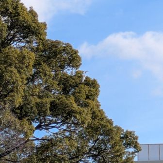 アオサギが写っています
※スマホ撮影