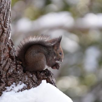 真夏の雪だるま