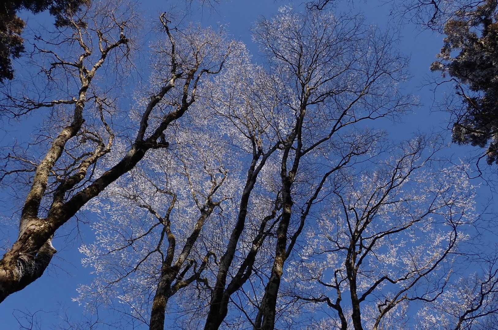 霧氷も綺麗❄️