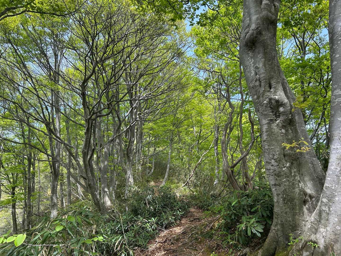 若葉の季節🌿
