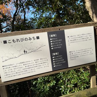 こもれびの道
かっけーーー