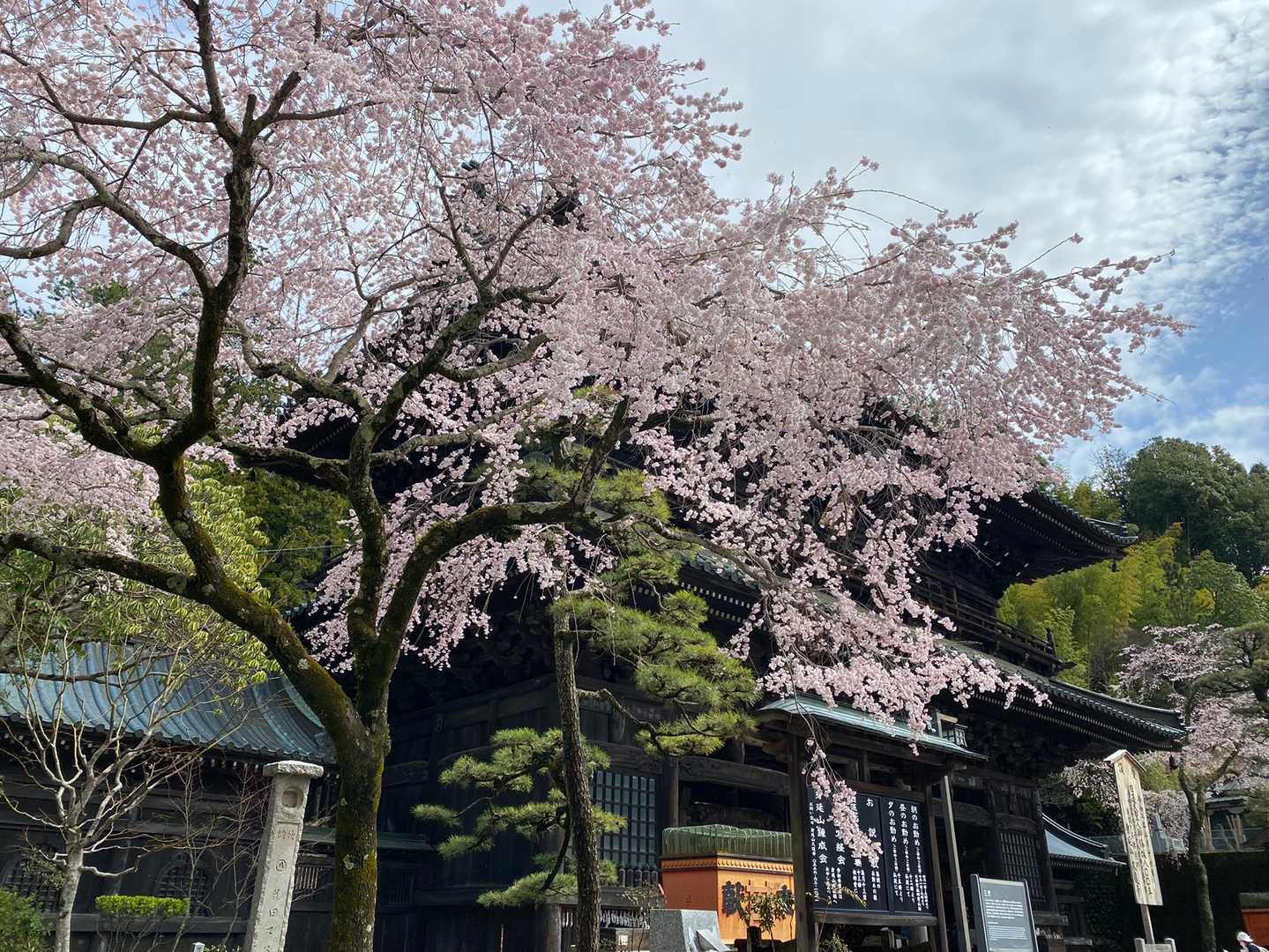 桜を多めに🌸
