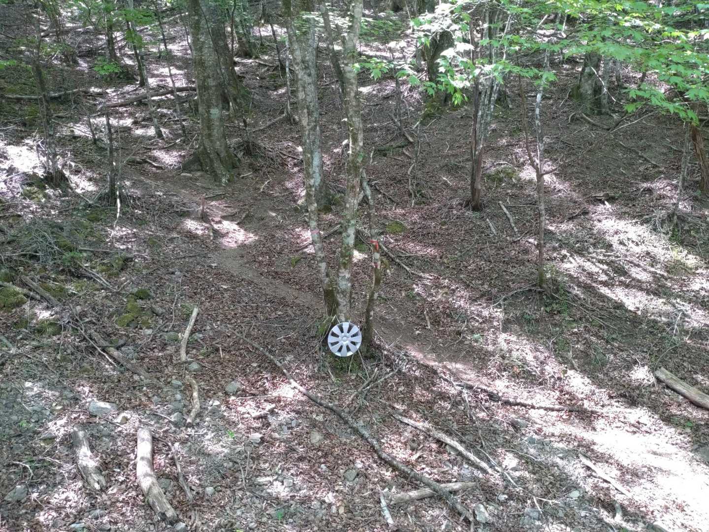 登山口まで自動車で行ったのは、10年ぶり位。
登山口や剣山スーパー林道沿いには、駐車車両は見当たらなかった。
この時期には珍しい事です。

少し歩いて、ここからシャクナゲ尾根に取り付きました。
最近、登山者が多かったのか、踏み跡が明瞭になっていました。