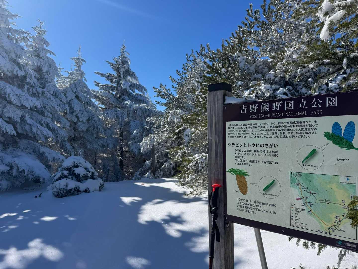 アルプスや八ヶ岳ではよく見るシラビソですが、この説明板にはここがシラビソの最南限と書かれています。そう言えば、四国や伯耆大山では見ないですね🧐