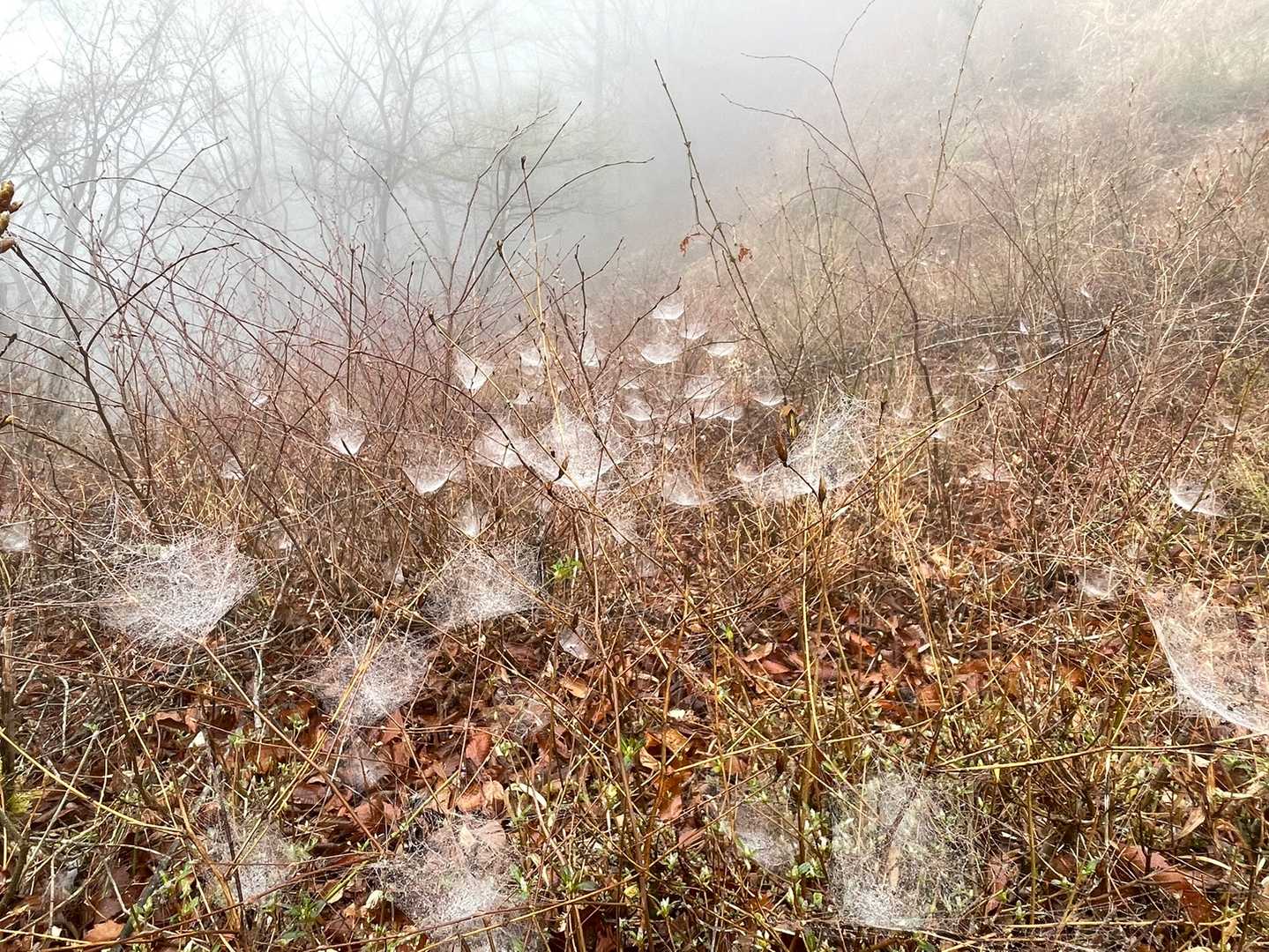 霧雨が蜘蛛の巣🕸すら芸術的にします。