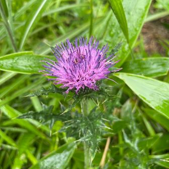 とんかっちゃん