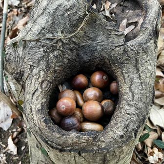 むくのりさんが見つけたどんぐりが可愛かったのでパチリ。

今日は清掃登山の準備をして出かけましたが、ほぼゴミなく、トングの出番は１回だけでした。週末でたくさんの人が訪れていたのにすごい！