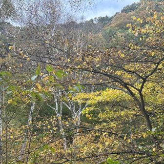 帰りは「しらかばの小径」を通って下山します🌳