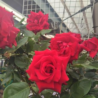 ユーザーnagatuka