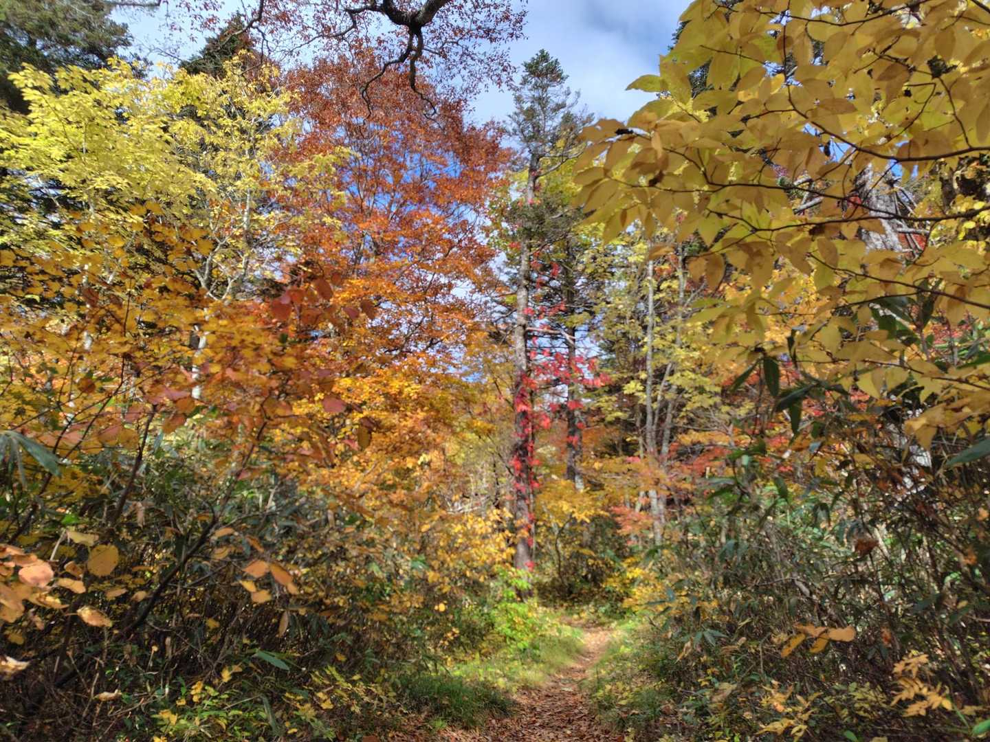 連休明けなので独り占め🍁