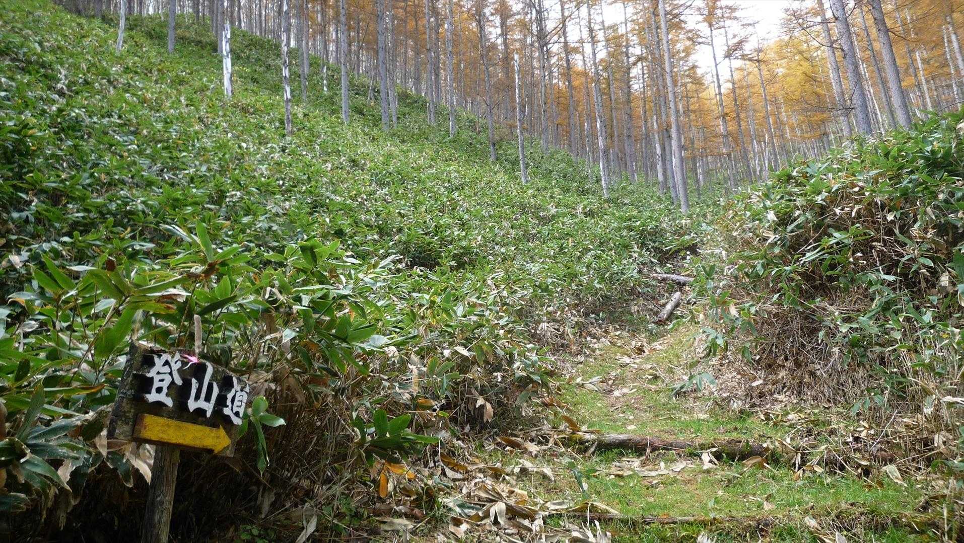 辺計礼山登山口-辺計礼山 往復コースの写真