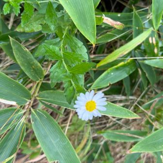 前に来た時もそこそこお花が咲いてて🌸
また、少し残ってたよ