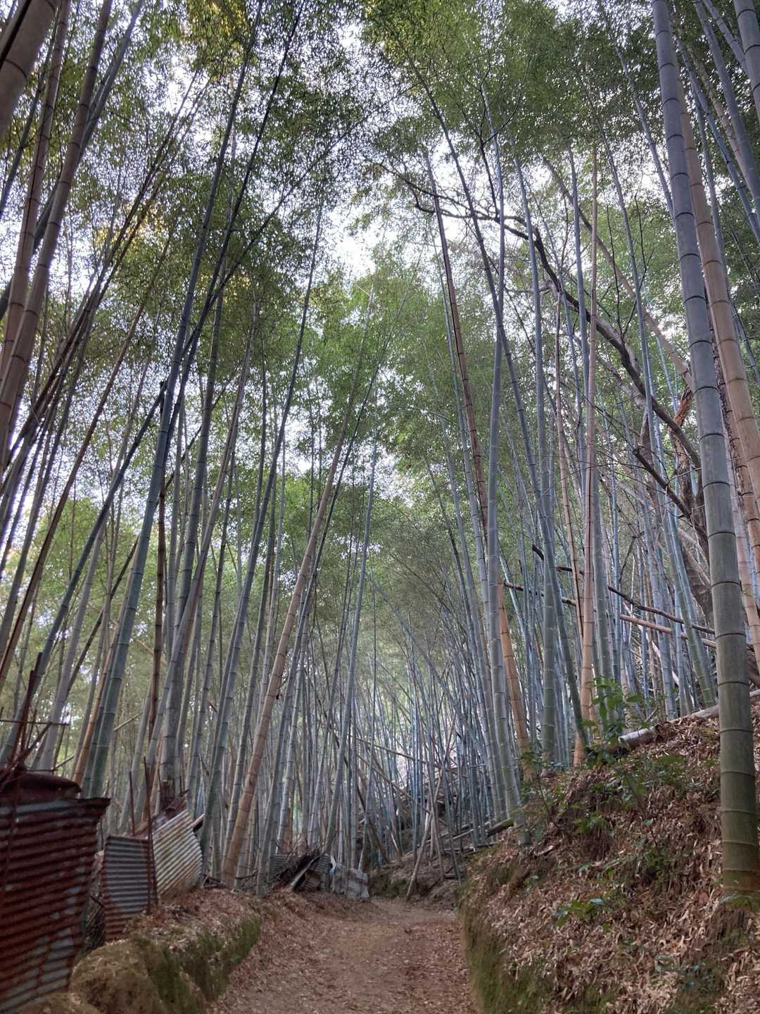 竹林あり