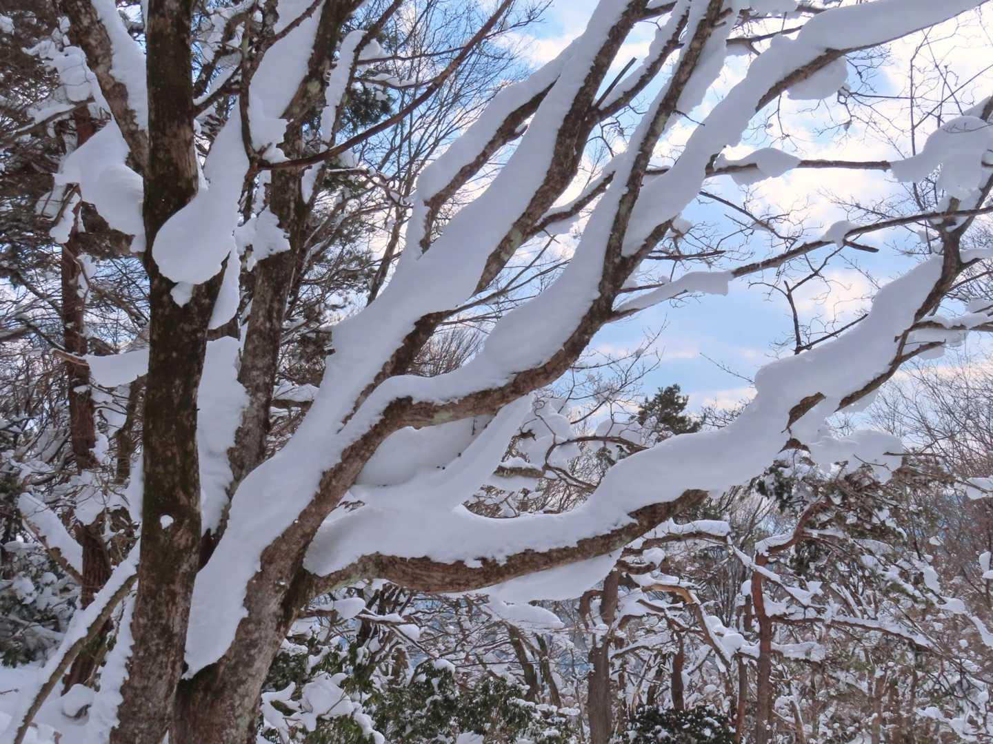 クリームのような雪
食べ物の連想ばっかの私