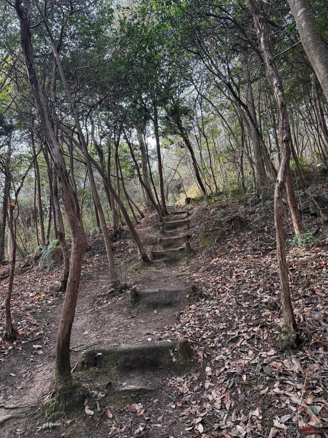ほんとに気持ち良いお天気と登山道。