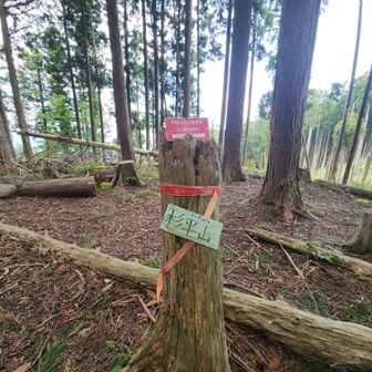 杉平山に寄りました908m