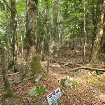 中尾山は眺望なしだけど、きれいな森の中にある小高い丘って雰囲気。
風がよく抜けていました。