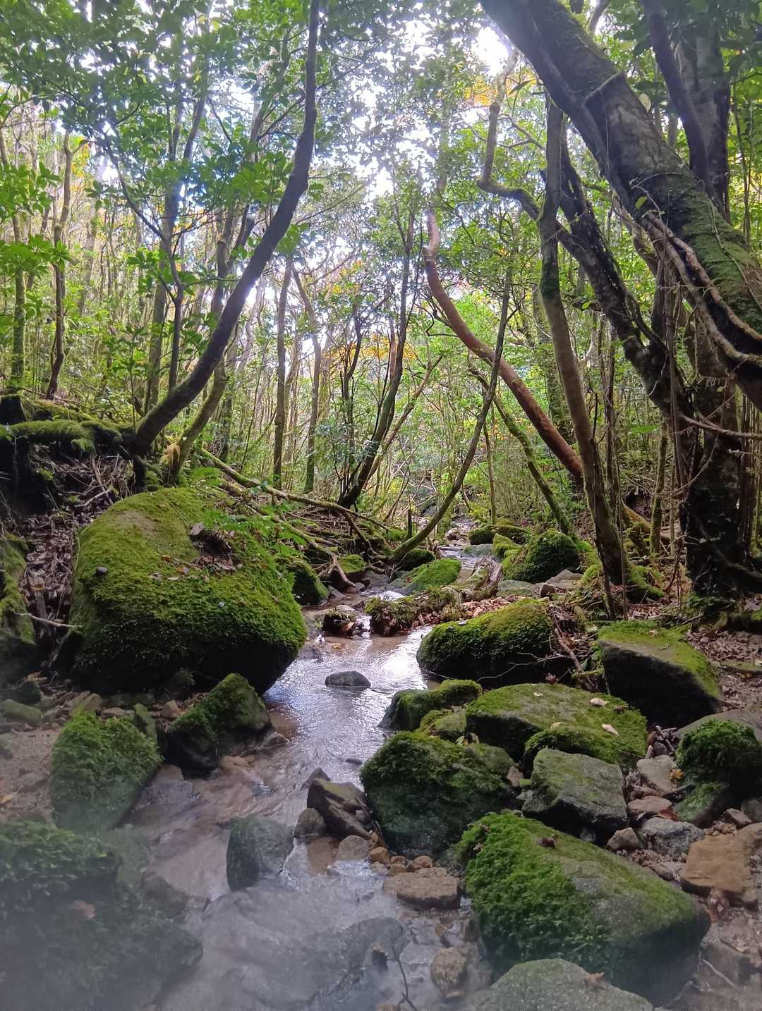稲尾岳-枯木岳 周回コースの写真