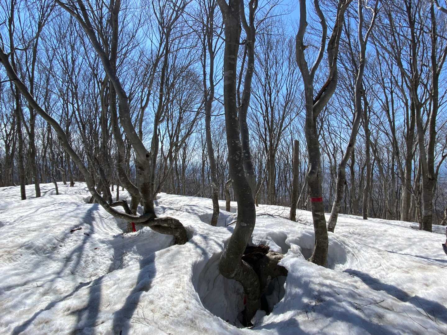 ねじねじの木