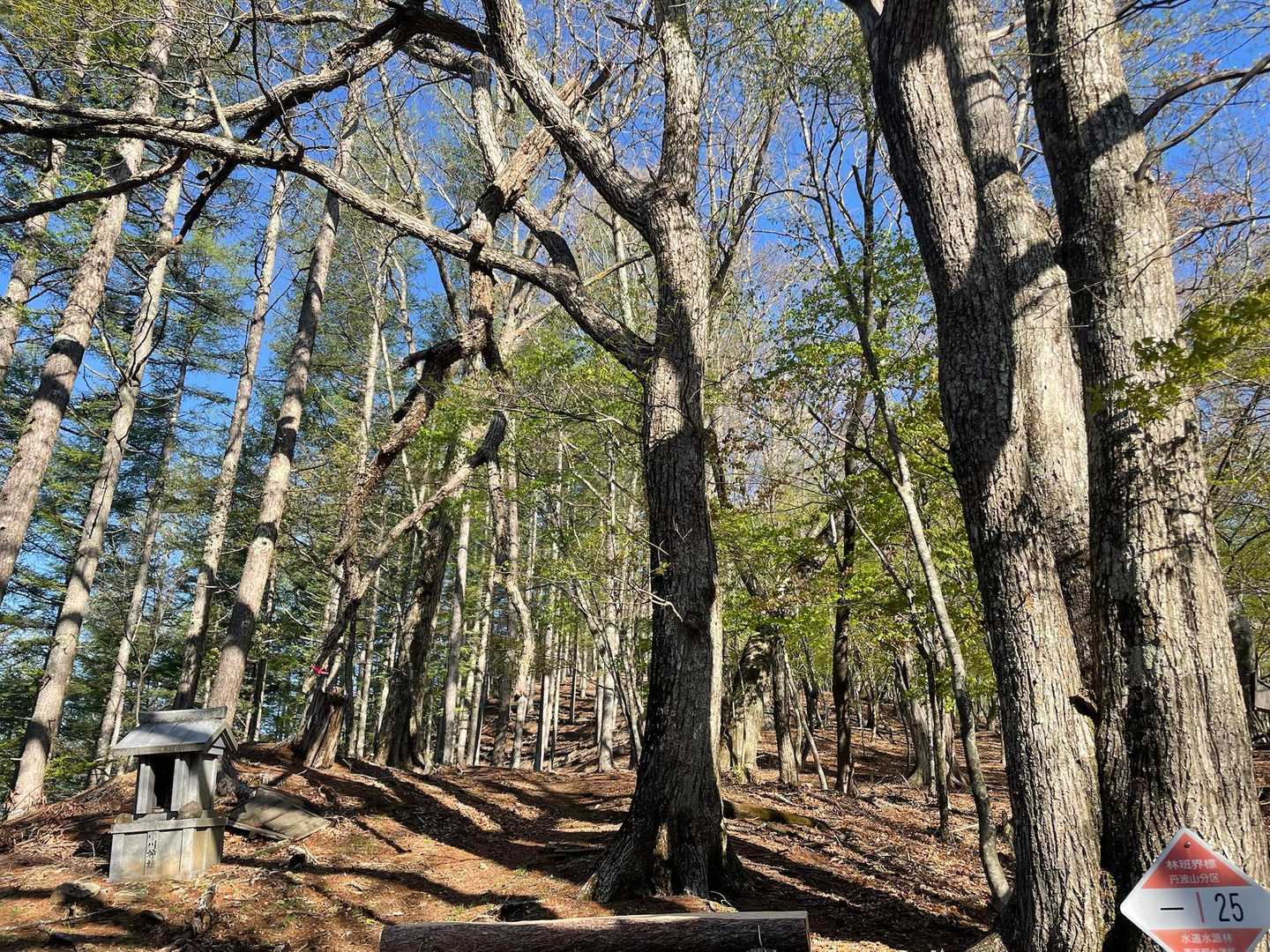 飛龍山（丹波バス停）＜ミサカ尾根＞の写真