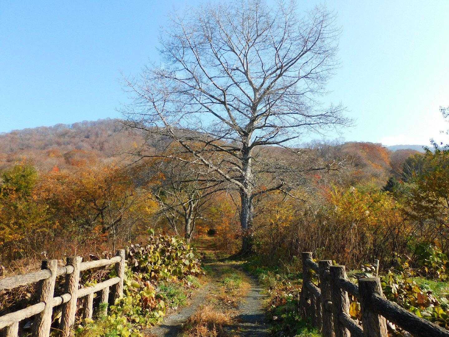 十和田山 往復コースの写真