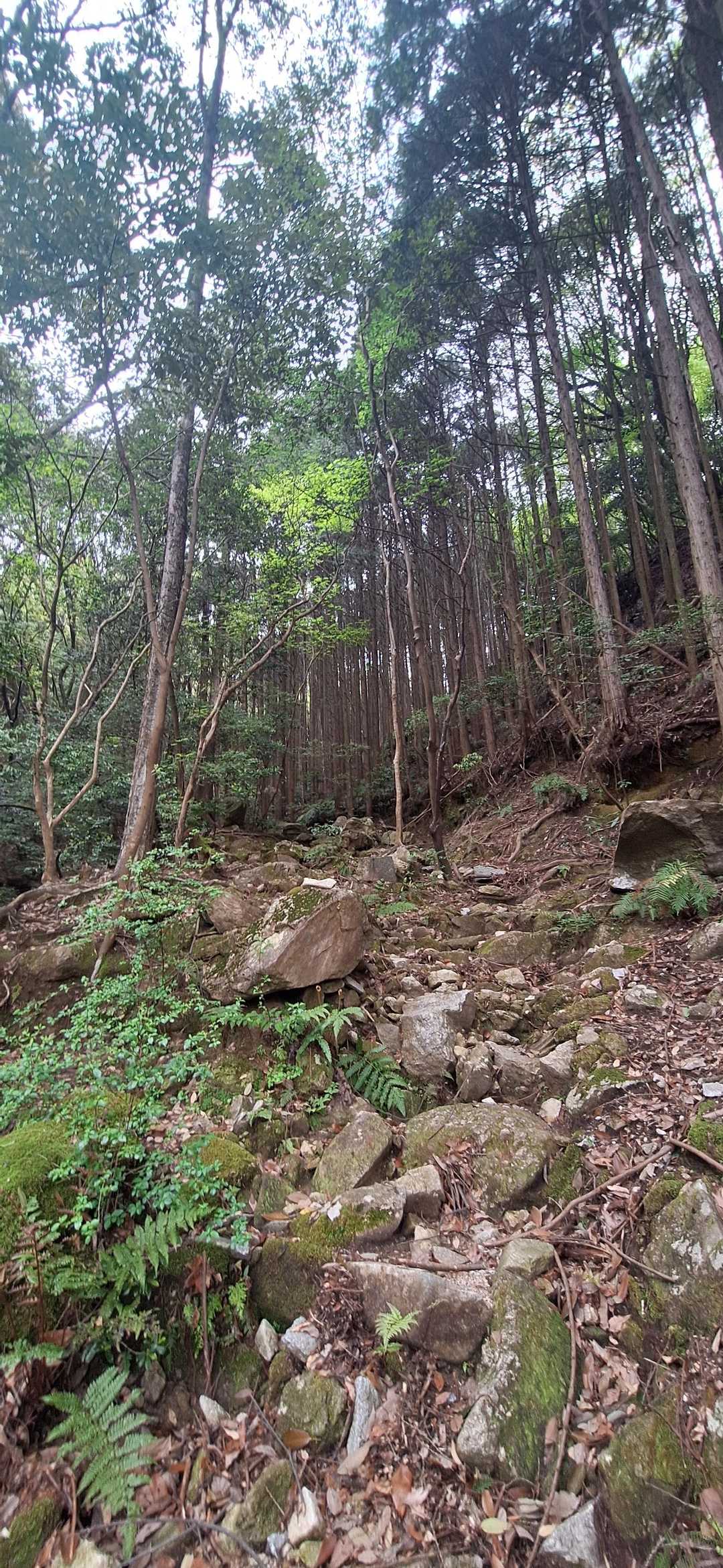 ｷﾀ━(ﾟ∀ﾟ)━‼️登り︎︎👍🏻✨