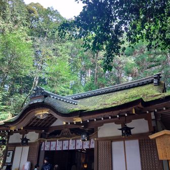 コケいい感じ。