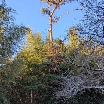 よこちゃんとあややさんと3人で散策
和霊神社⛩️を経由して初めての山道へ✨