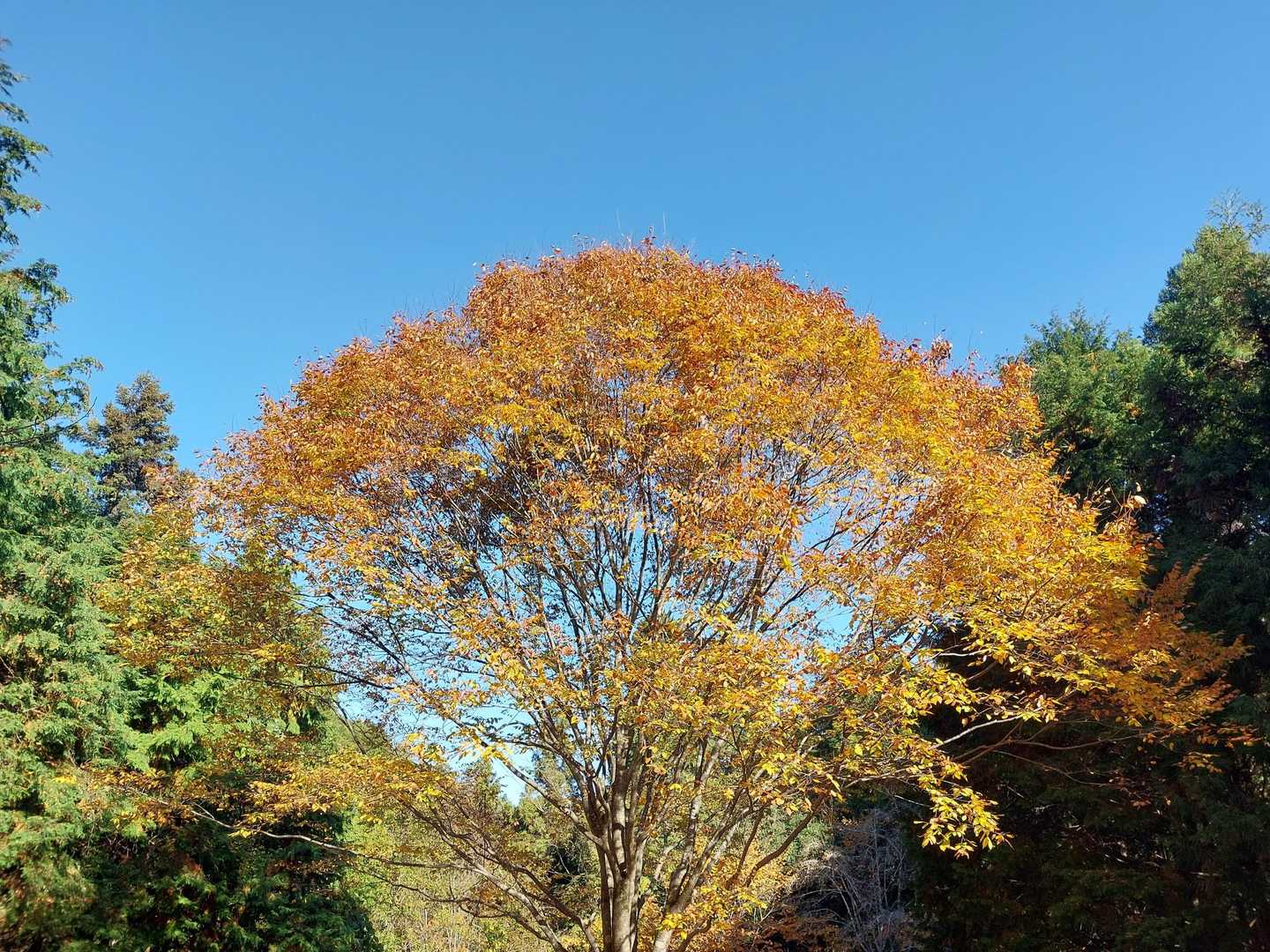 駐車場の紅葉🍁
