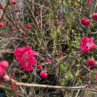 麓の里も花盛りで良い香り