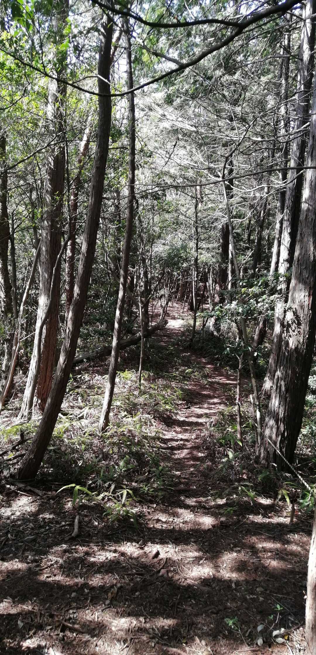 如来ヶ岳 周回コースの写真