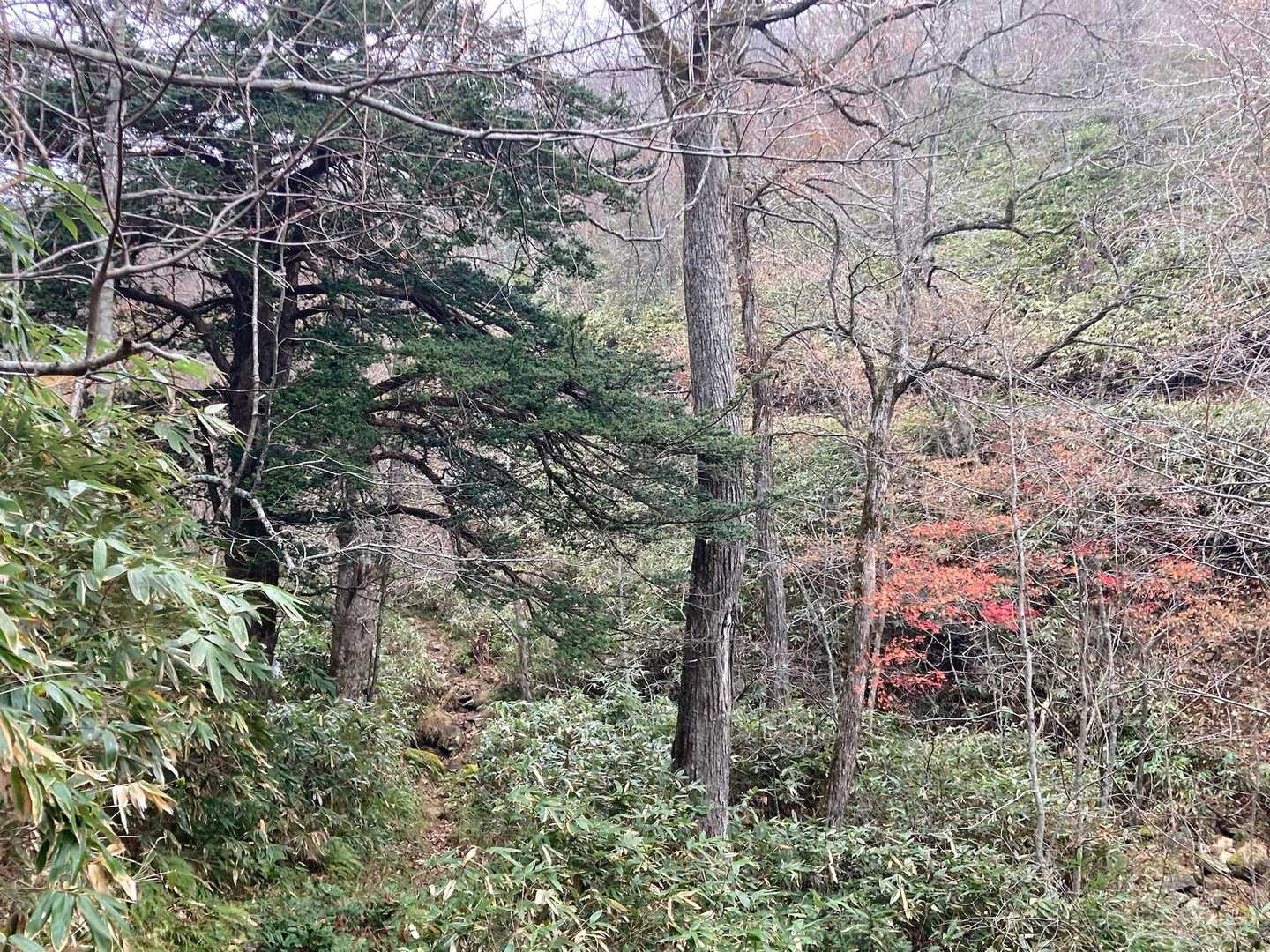 紅葉🍁パチリ📷