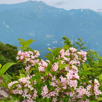 満開タニウツギと守門岳