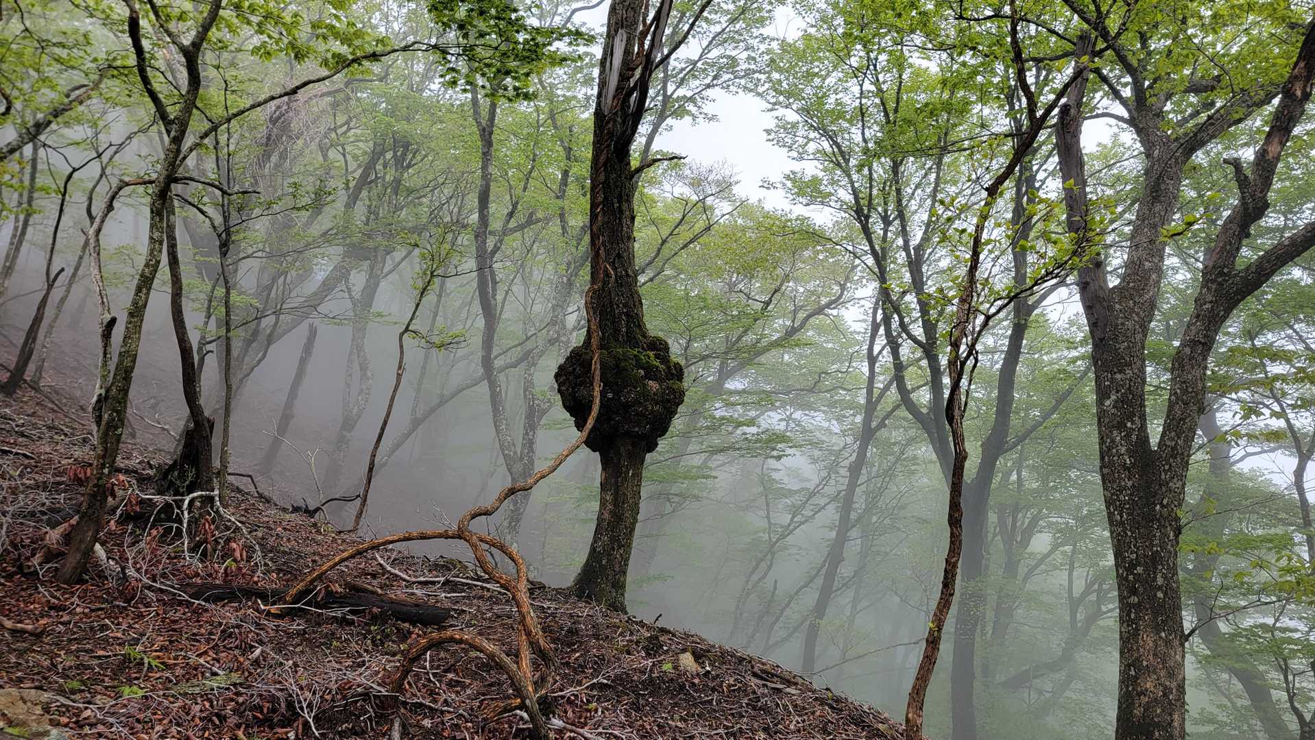 尾平トンネル登山口-尾平越-古祖母山-障子岳 往復コースの写真
