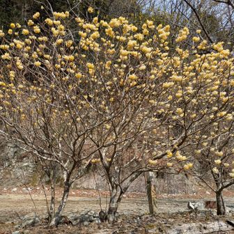 ミツマタを見ながら歩く。