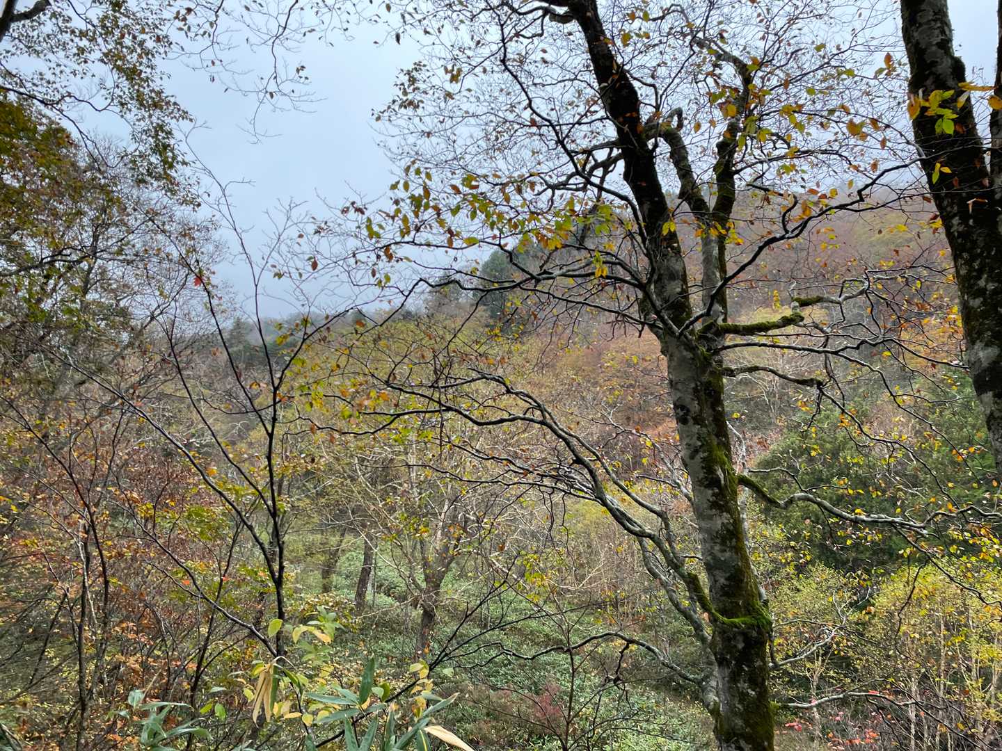 鳩待峠 周回コースの写真