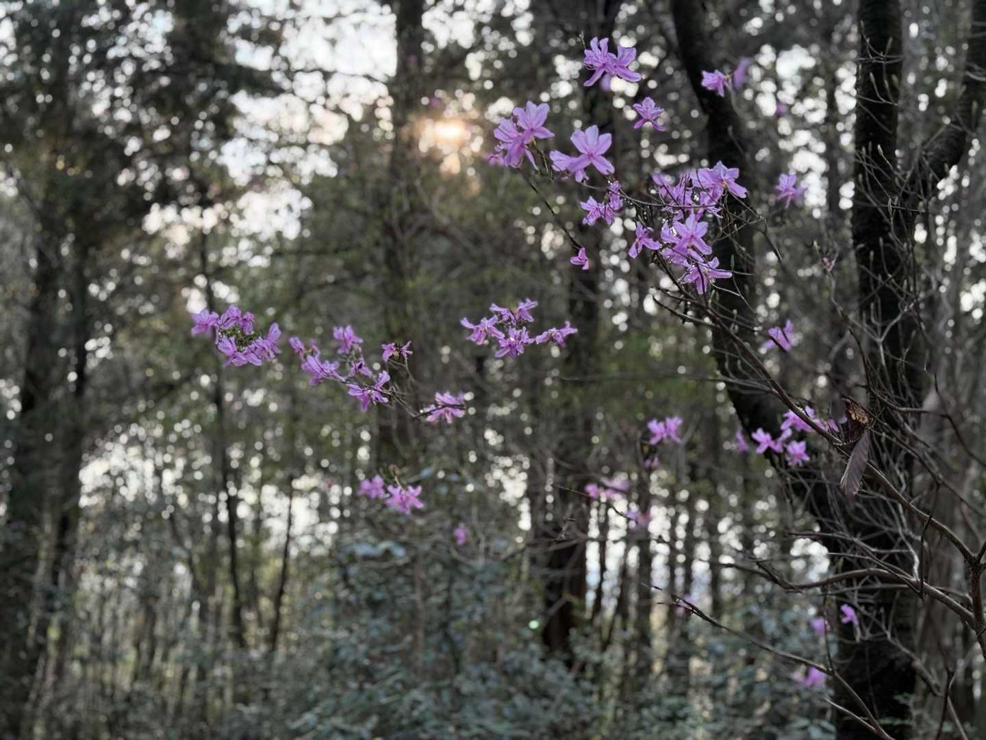 米田白山-米田白山登山口 周回コースの写真