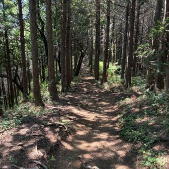 下山〜下りは楽そうな道かな😁