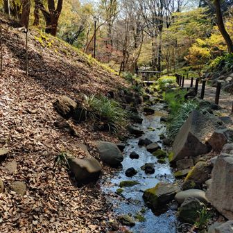 紅葉山ピークハント、紅葉谷へ
こんな都会にせせらぎが…✨