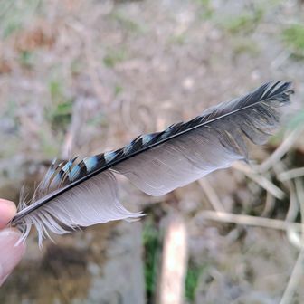 　カケス (鵥) の綺麗な羽根が落ちていました。十王峠で拾ったのはこれで２回目です✌️