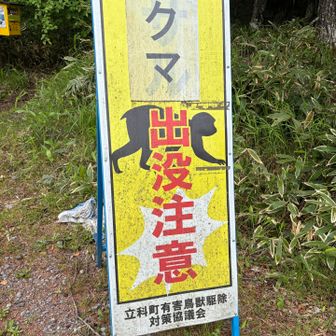 出るんだ👀🐻