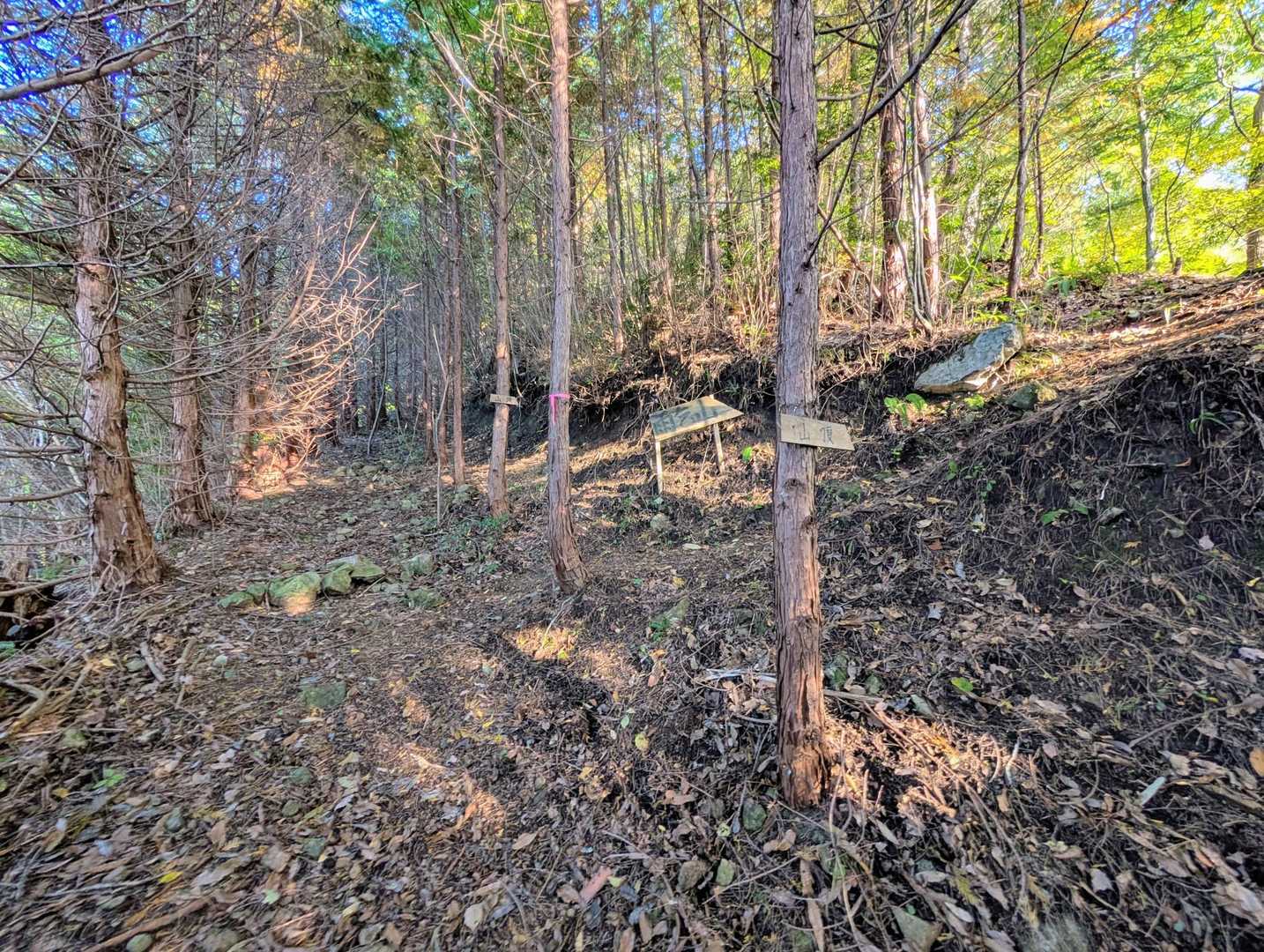 林道から突如、右手に登山道が伸びてる箇所を発見（案内表示あり）