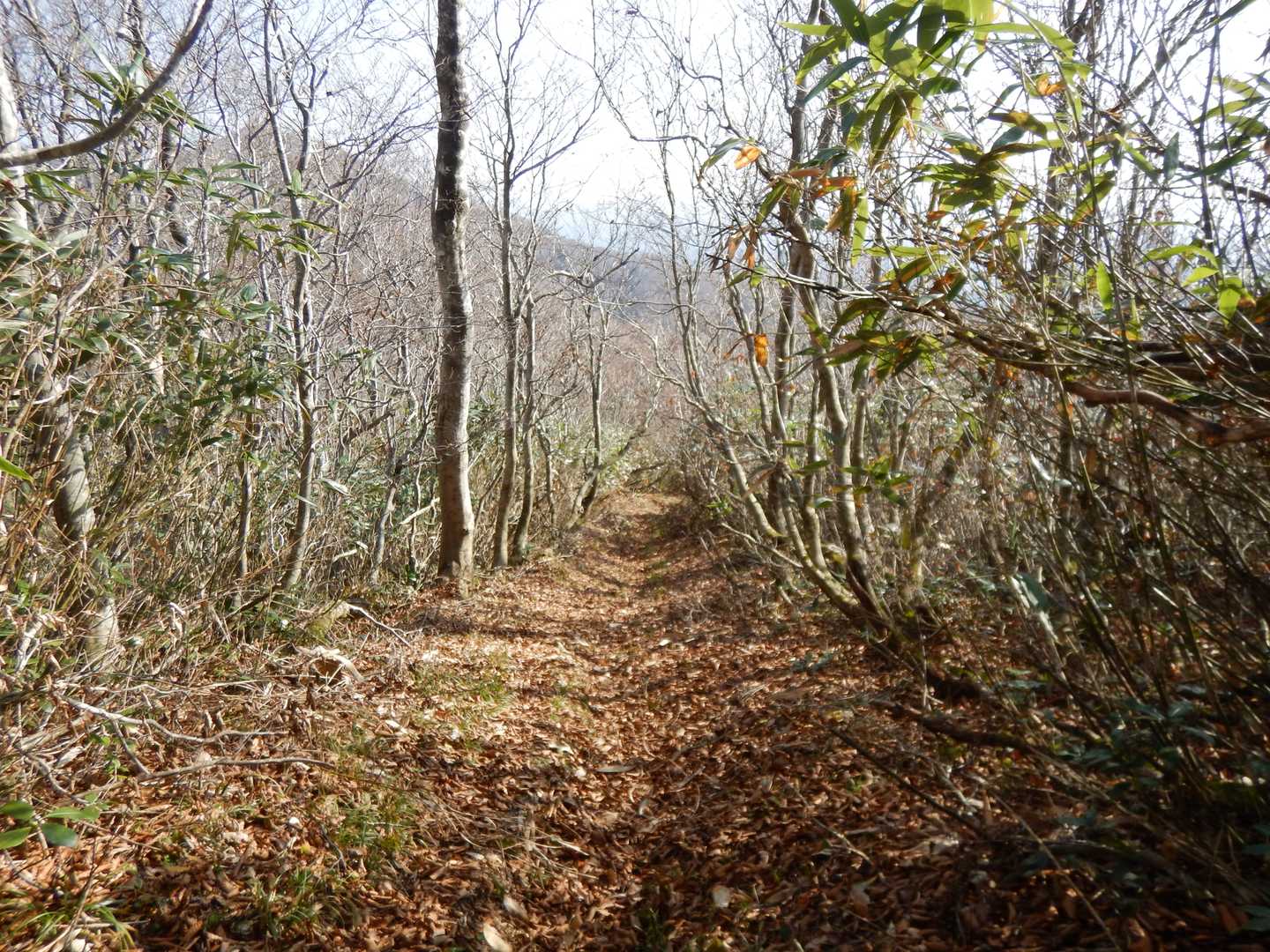 きれいな登山道になっている😃